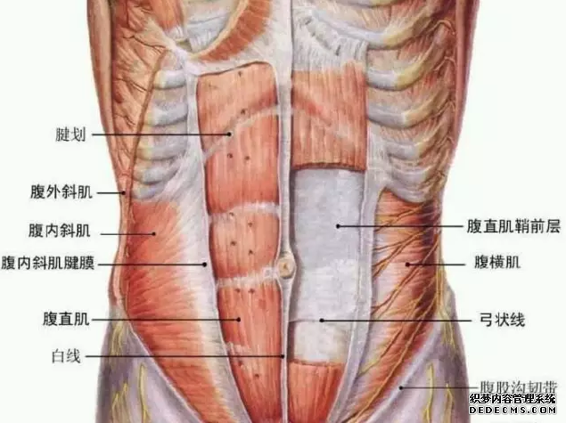 AB線是什么 怎么才能練成AB線